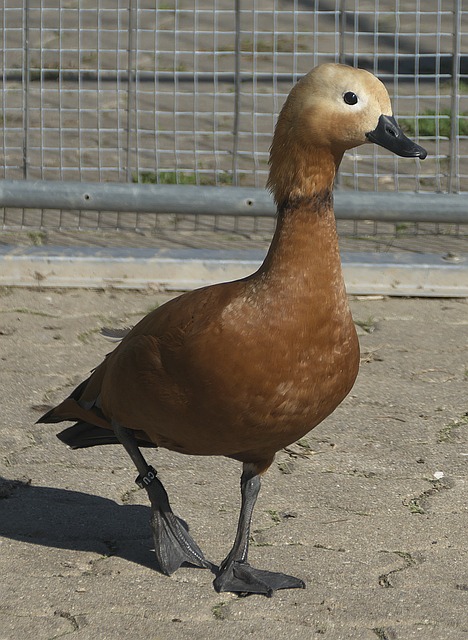 外援